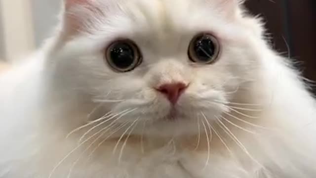 Cute cat video 😍#shorts (1)