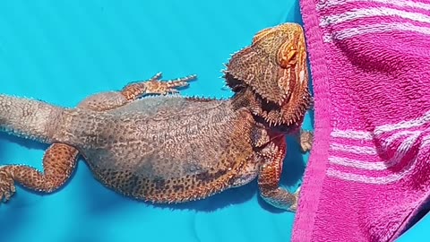 Pool Day! Bearded Dragon Swimming!