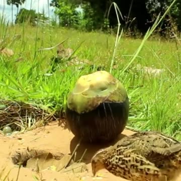 Amazing Unique Bird trap