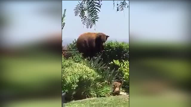 Dog vs. Bear