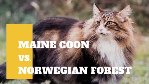 Maine Coon Cat VS. Norwegian Forest Cat