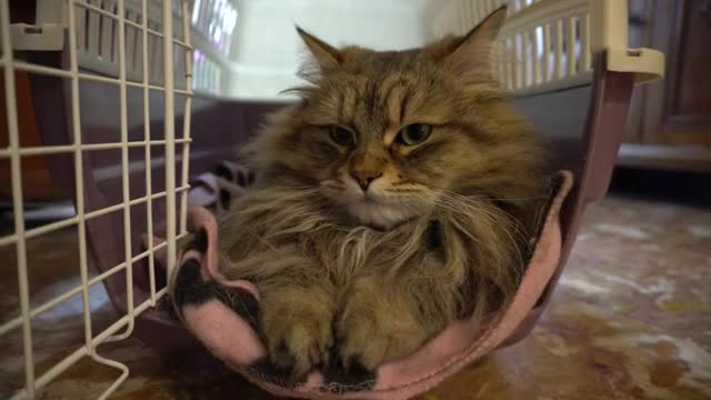 Siberian Cat Max in his Pet Carrier