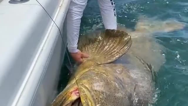 Big Fishing | Amazing Fishing Video