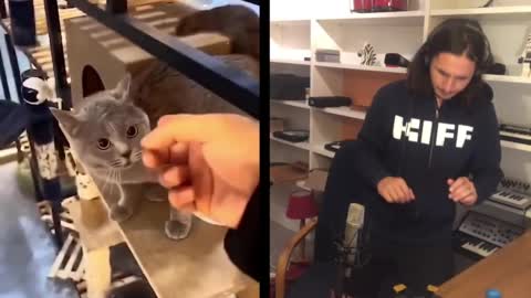 cat vs man so funny