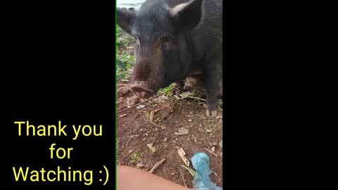 Funny Pig 🐷 Must Watch!! Sitting like a Man-So Funny and Cute