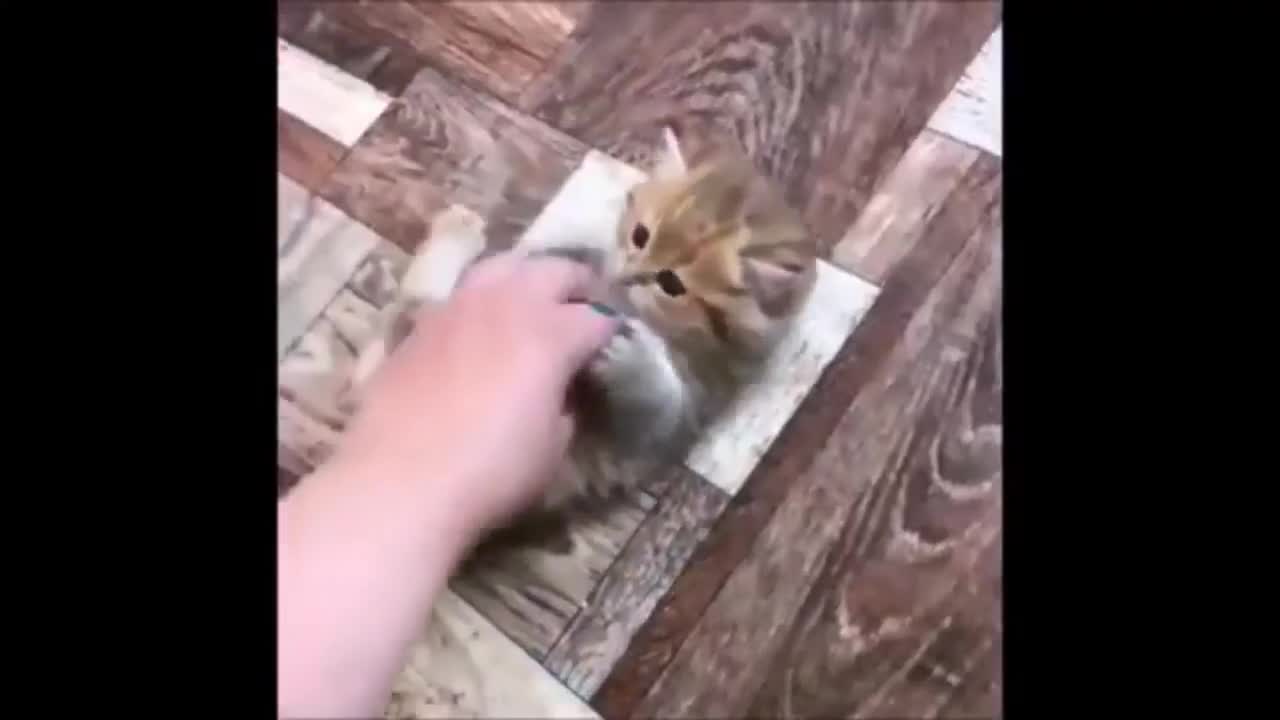 FUNNY and Cute ANIMALS Video Compilation #01