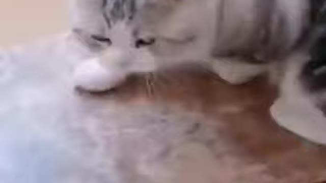 funny animals videos try not to laugh 2021 - 2022