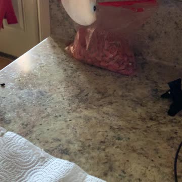 Week 2 zoom school with bean