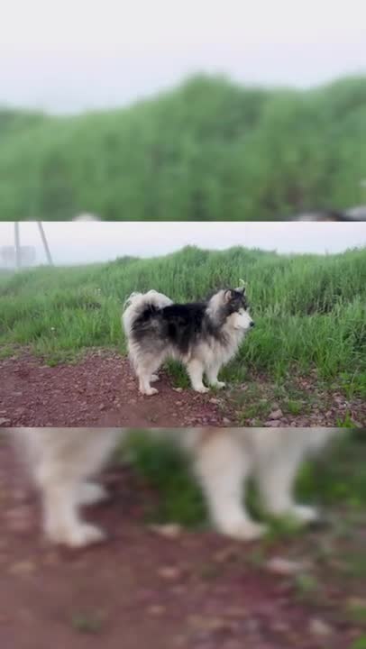 Smart animal, funny animals, smart dog, funny dog🐶 The Smart Dog 🐕 Talented Dog 😎 Well Trained