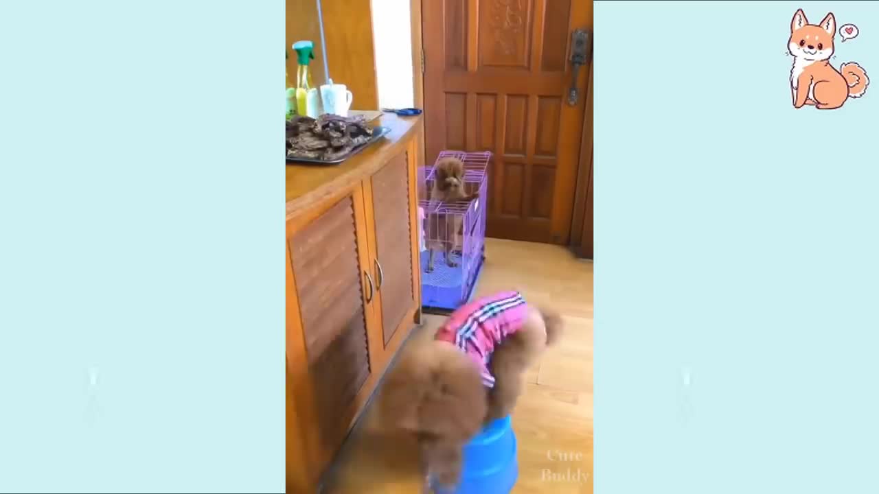 Cute and funny baby dogs video compilation