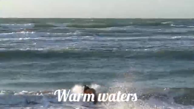 Cute dog. Swimming mood. Must watch