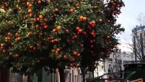 Coolest orange harvesting