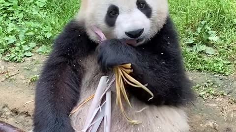 Panda loves to eat