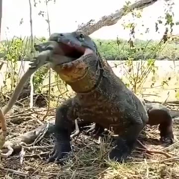 Komodo dragon gulps down an adult monkey in Indonesia