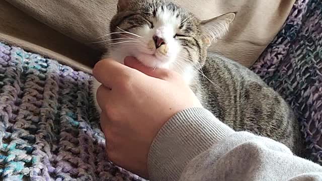 Sleepy scratches for Macey!