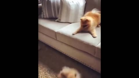 Enjoy new funniest and cutest compilation of the week