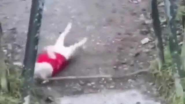 Can't stop laughing animals 🐈😺 Cute #30💋🥺