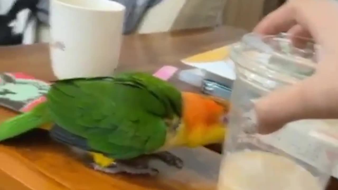 Smart And Funny Parrots