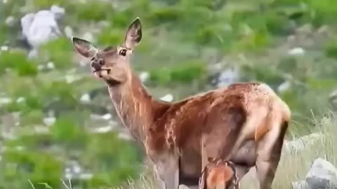 Animal video