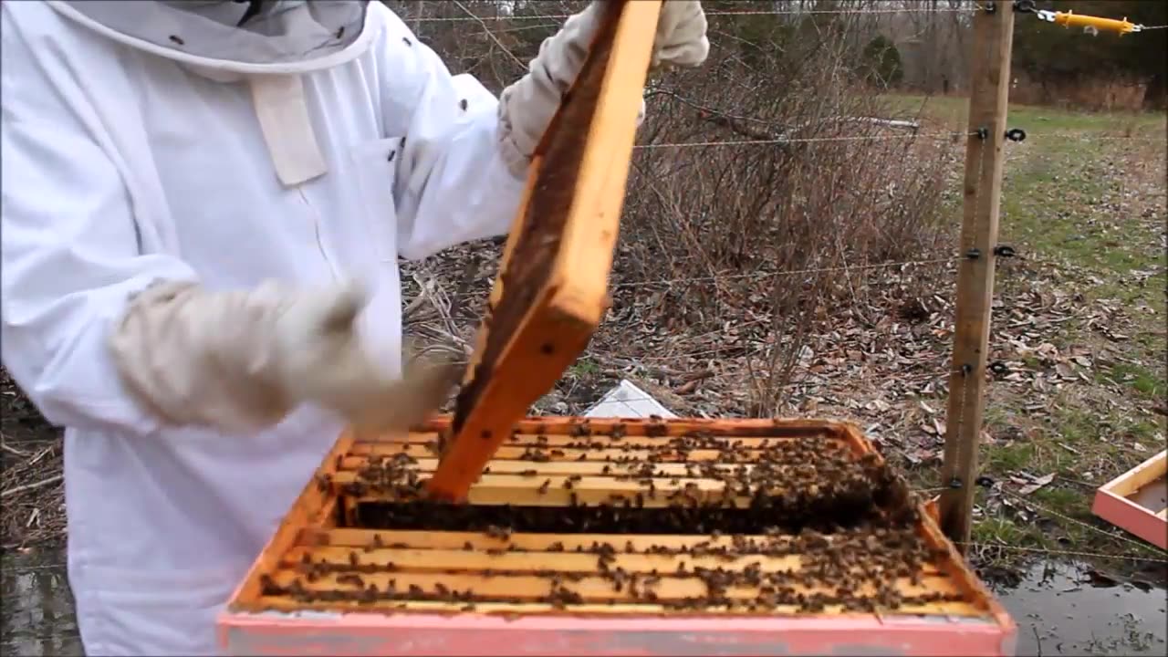 Step by Step guide to starting a bee hive with box