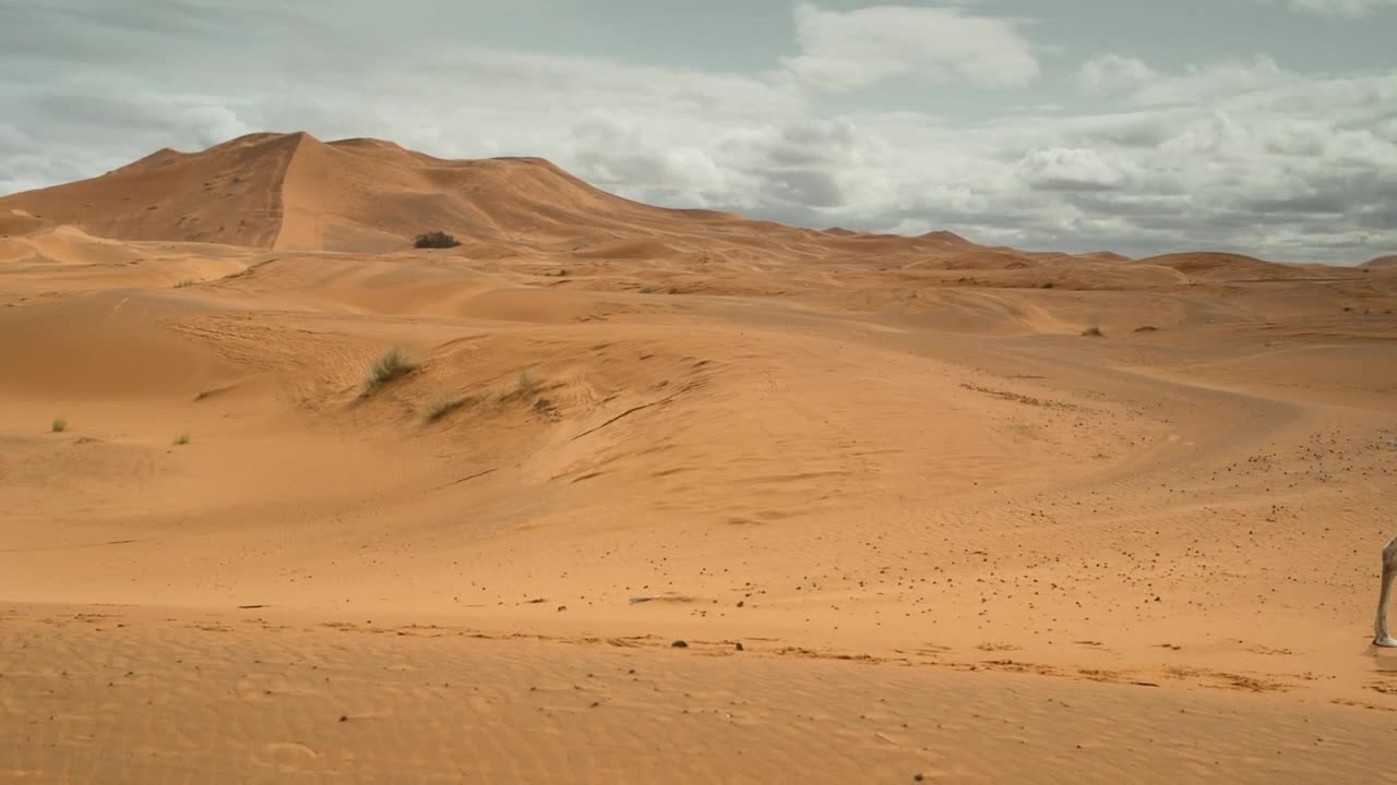 Desert Stock Footage 4K - Camels walking in the desert - Royalty free drone foot.mp4