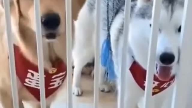 Golden Retriever and Husky Woke Up This Morning and Chose Life 😂
