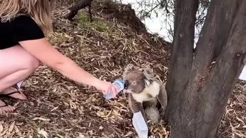 Giving a Koala a Drink During a Summer Heat Wave