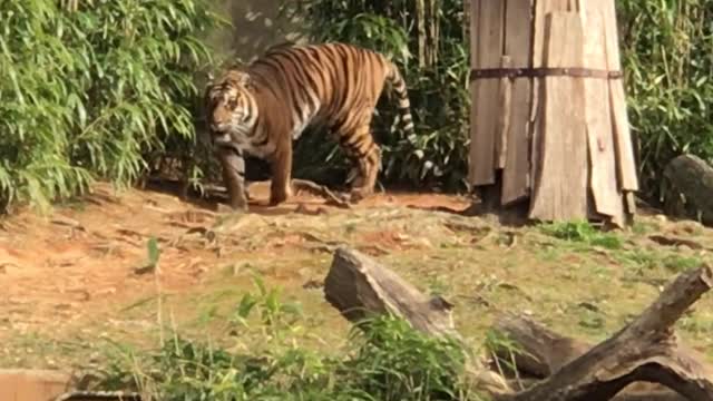 Tiger in forest tiger walk