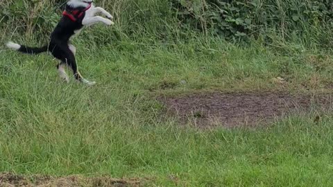 Mylo on the rope swing