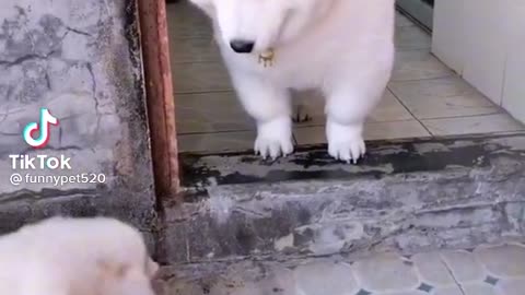 Cute and Funny Dog Videos