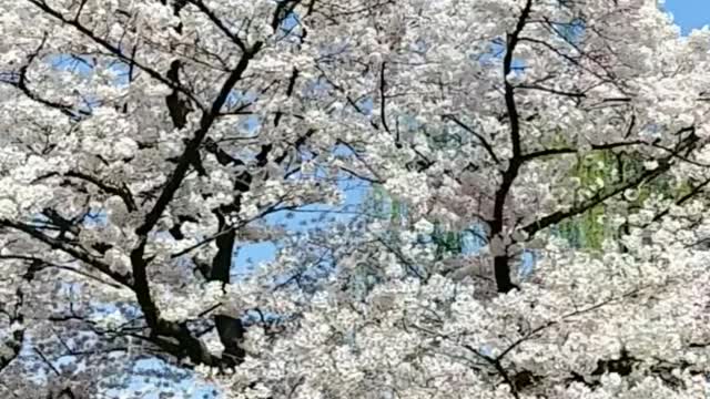 cherry blossoms & weeping willow