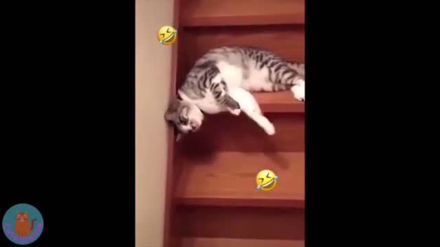 How the cat has been down the stairs