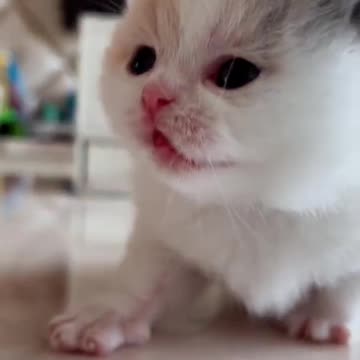cute baby cat..so sweet