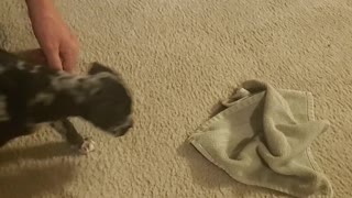 Playful Puppy