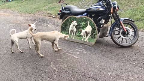 Dog 🐕🐕 prank in mirror 😁 watching this video