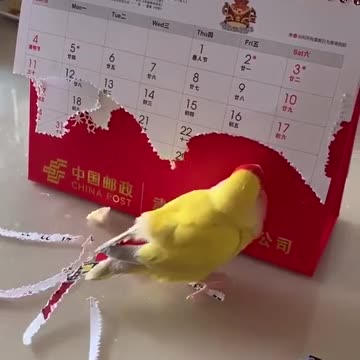 The little is busy extending her feathers.