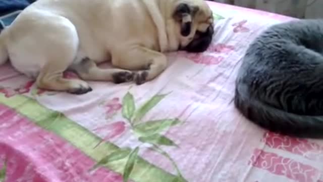 Pug does not let the cat sleep due to wild snoring, p6