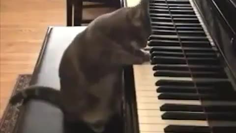 Funny Cat and Piano