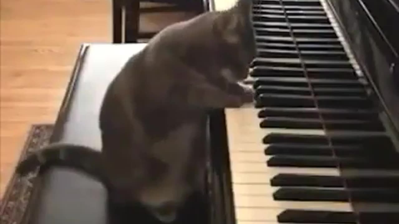 Funny Cat and Piano