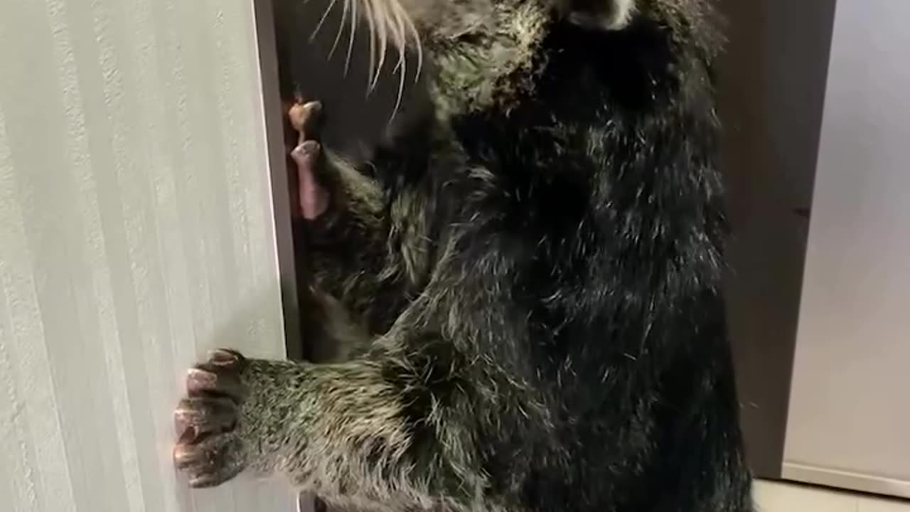 Meet The Binturong Or Cat Bear Despite Comparisons To Cats They Are Extremely Clumsy~They Are Active At Night And Live In Mostly Trees But Don’t Jump From Branch To Branch