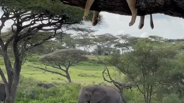 Lions sleeping on the tree.