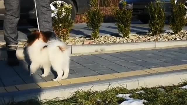 The only one who will never leave me is you, my dear puppy