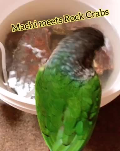 Machi Meets Rock Crabs