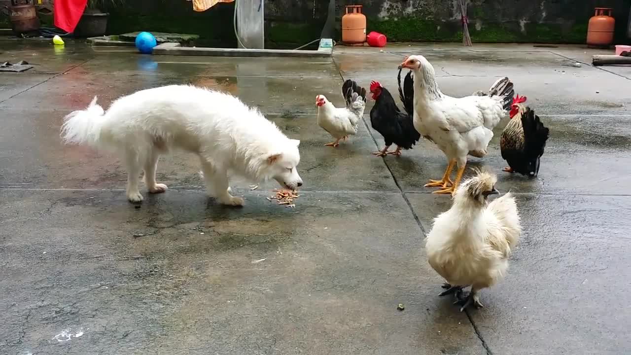 Dog beaten by chicken's