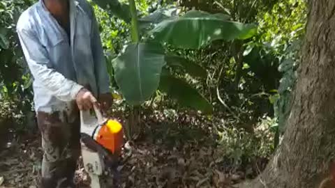Water in tree