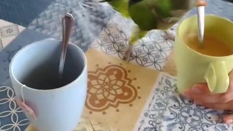 Silly Parrot Passionately Clinks Coffee Mug