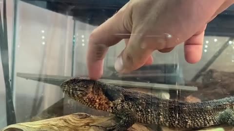 Lovely home pets #10