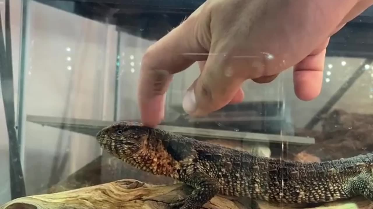 Lovely home pets #10