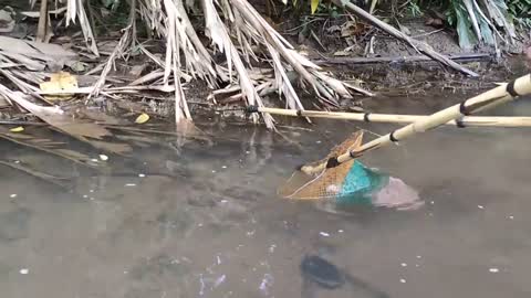 cari ikan di pinggiran kebun dapat banyak babon-14