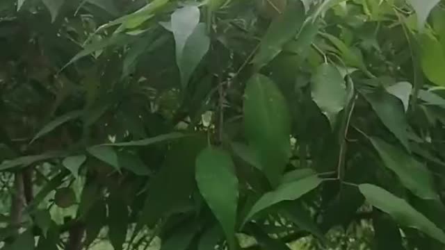 fruit trees full of fruit harvest season